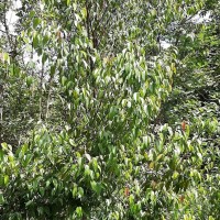 Doona congestiflora Thwaites